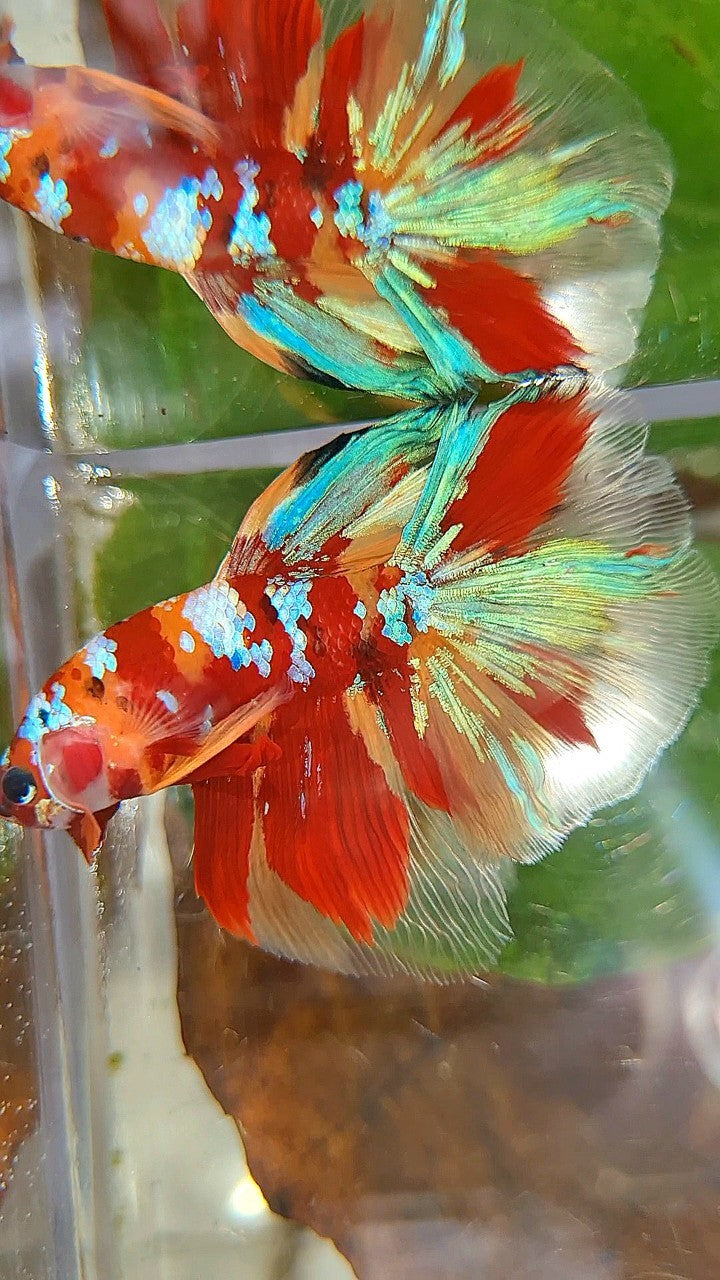 HALFMOON ROSETAIL RED ORANGE GALAXY MULTICOLOR BETTA FISH
