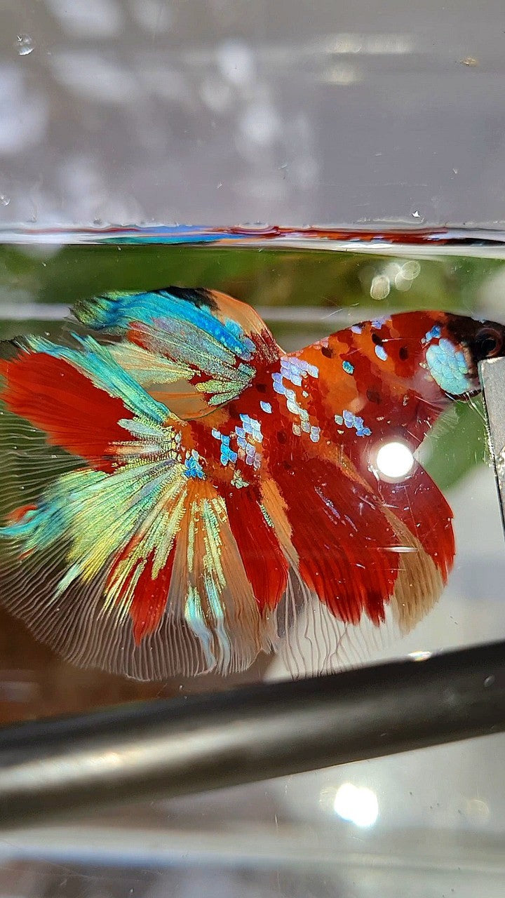 HALFMOON ROSETAIL RED ORANGE GALAXY MULTICOLOR BETTA FISH
