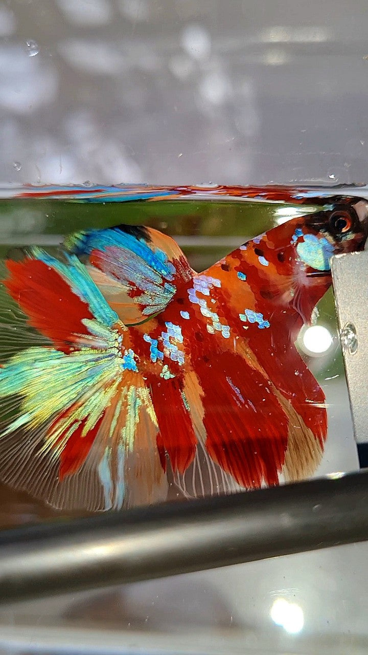 HALFMOON ROSETAIL RED ORANGE GALAXY MULTICOLOR BETTA FISH
