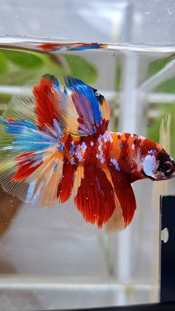 HALFMOON ROSETAIL RED ORANGE GALAXY MULTICOLOR BETTA FISH