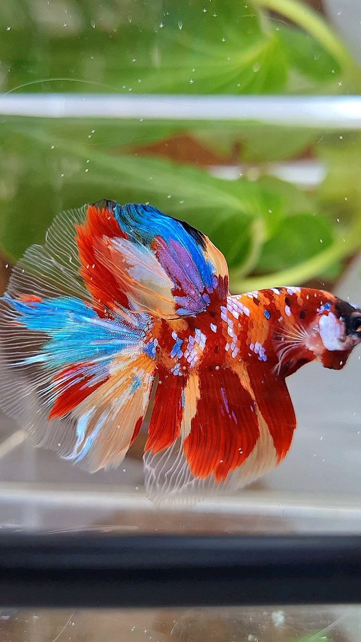 HALFMOON ROSETAIL RED ORANGE GALAXY MULTICOLOR BETTA FISH