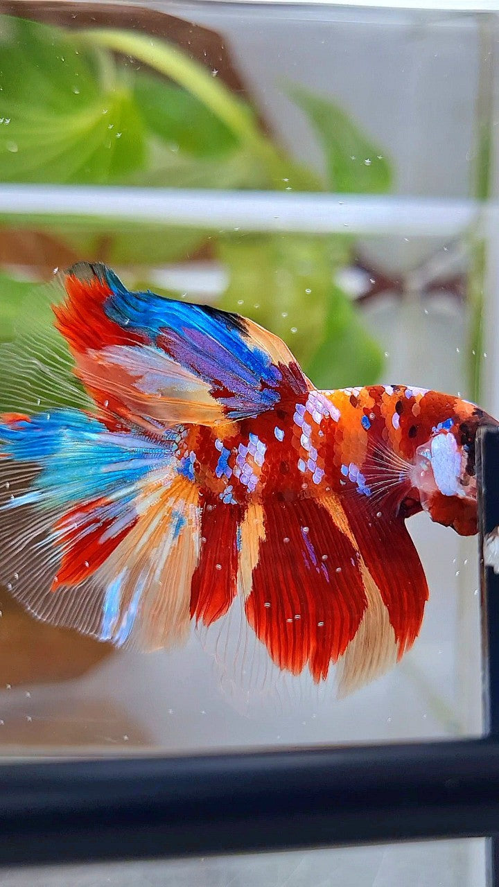 HALFMOON ROSETAIL RED ORANGE GALAXY MULTICOLOR BETTA FISH