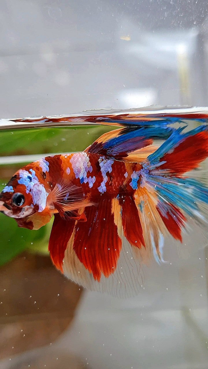 HALFMOON ROSETAIL RED ORANGE GALAXY MULTICOLOR BETTA FISH