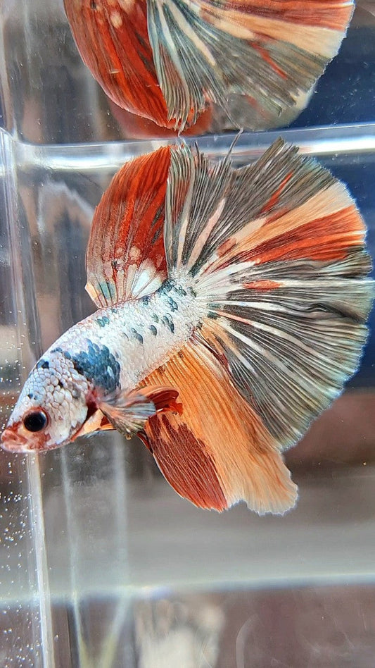 HALFMOON ORANGE COPPER FANCY MULTICOLOR BETTA FISH