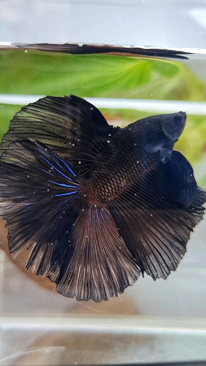 LUXURY HALFMOON OVER DOUBLE TAIL SUPER BLACK BETTA FISH