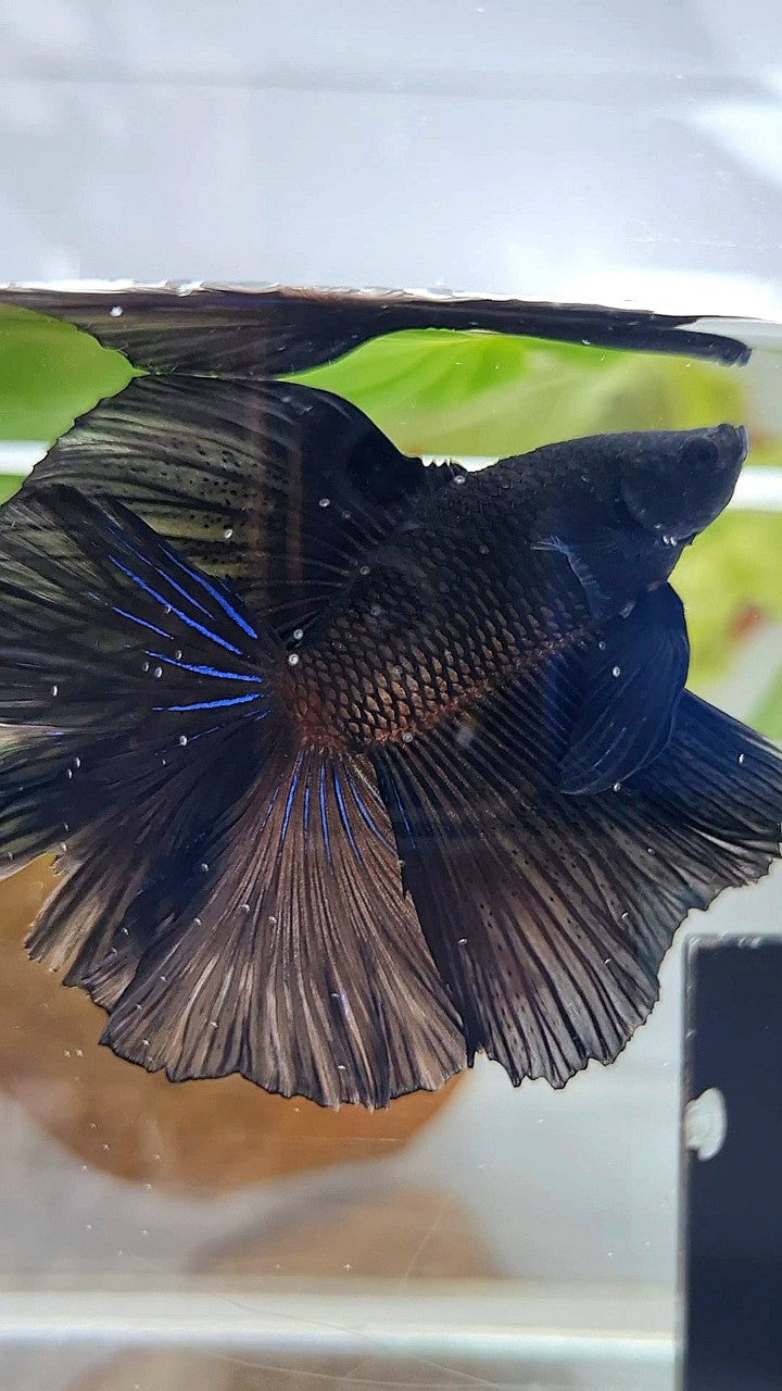 LUXURY HALFMOON OVER DOUBLE TAIL SUPER BLACK BETTA FISH