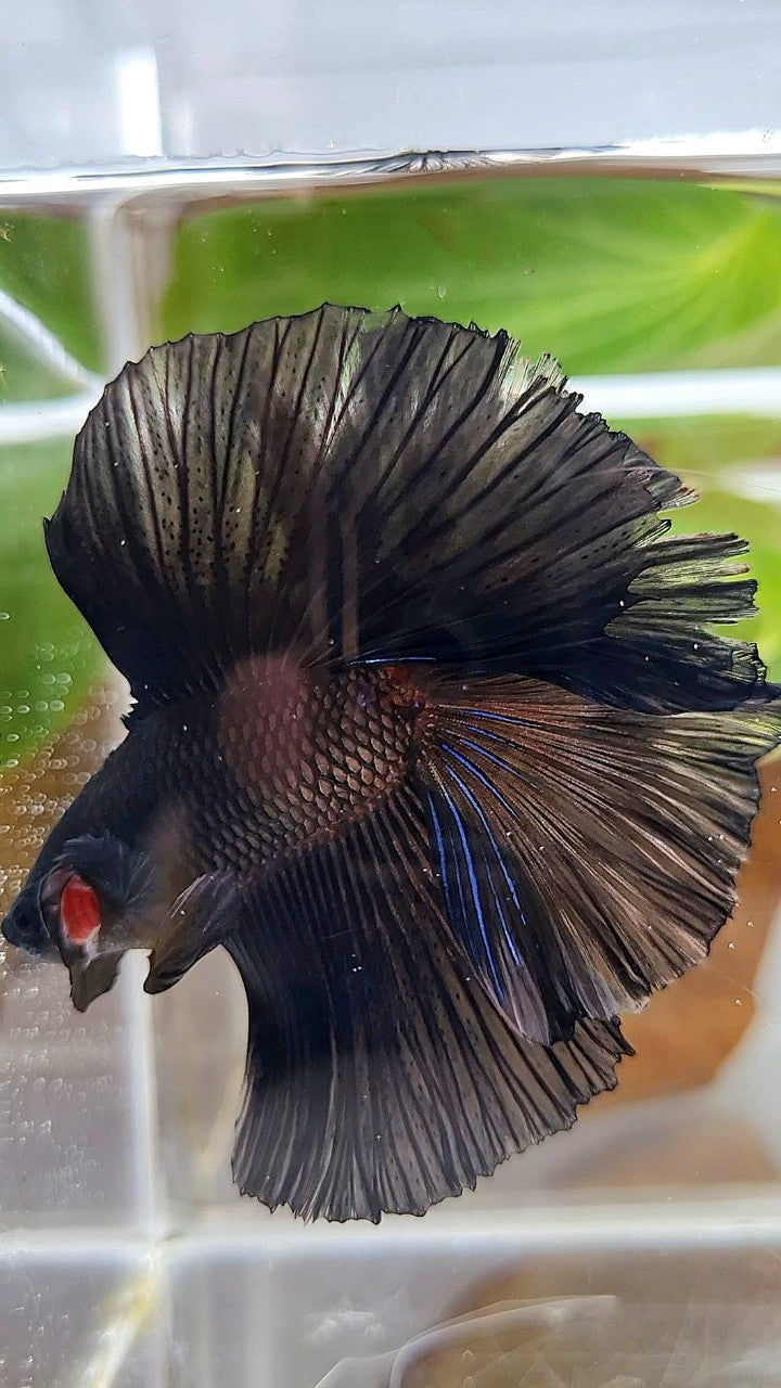LUXURY HALFMOON OVER DOUBLE TAIL SUPER BLACK BETTA FISH