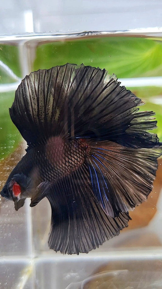 LUXURY HALFMOON OVER DOUBLE TAIL SUPER BLACK BETTA FISH