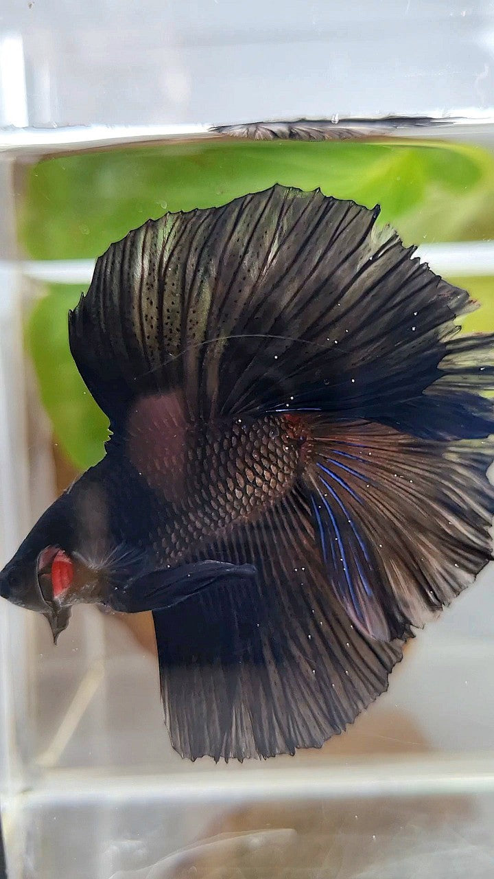 LUXURY HALFMOON OVER DOUBLE TAIL SUPER BLACK BETTA FISH