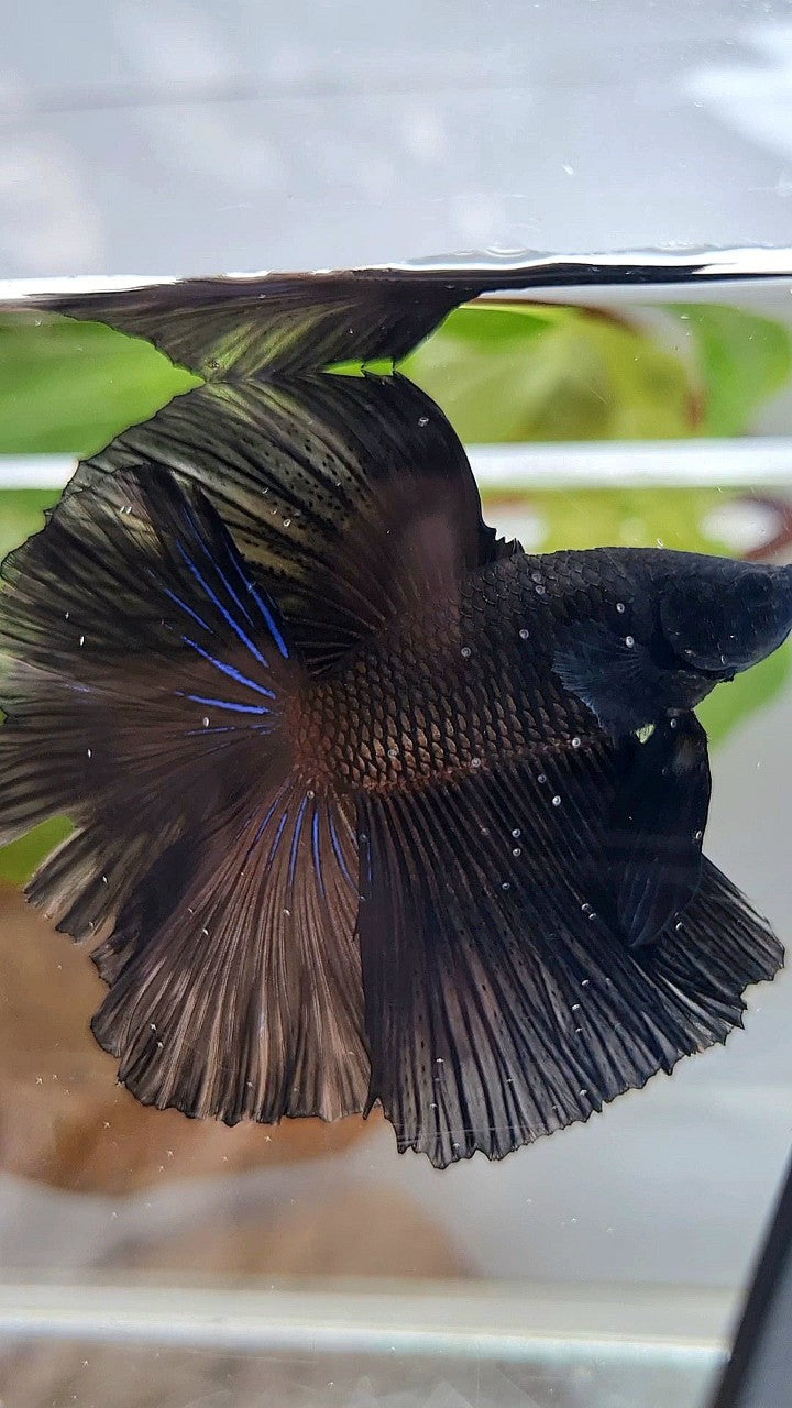 LUXURY HALFMOON OVER DOUBLE TAIL SUPER BLACK BETTA FISH