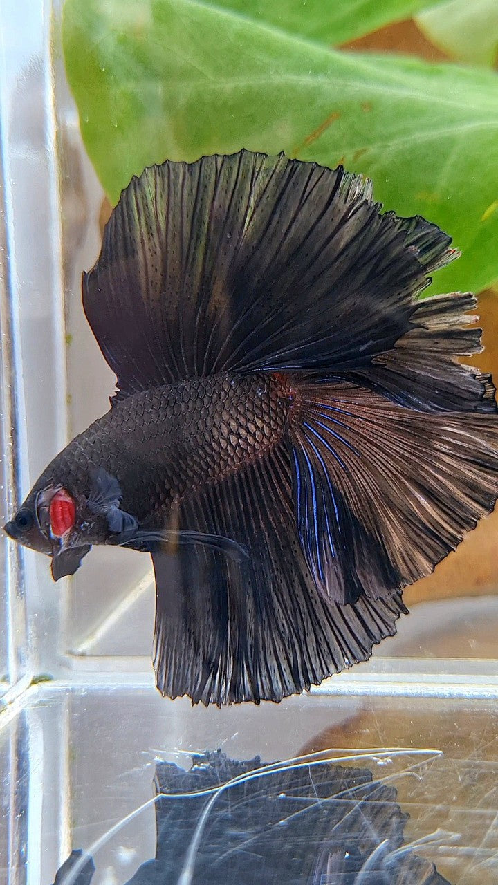 LUXURY HALFMOON OVER DOUBLE TAIL SUPER BLACK BETTA FISH