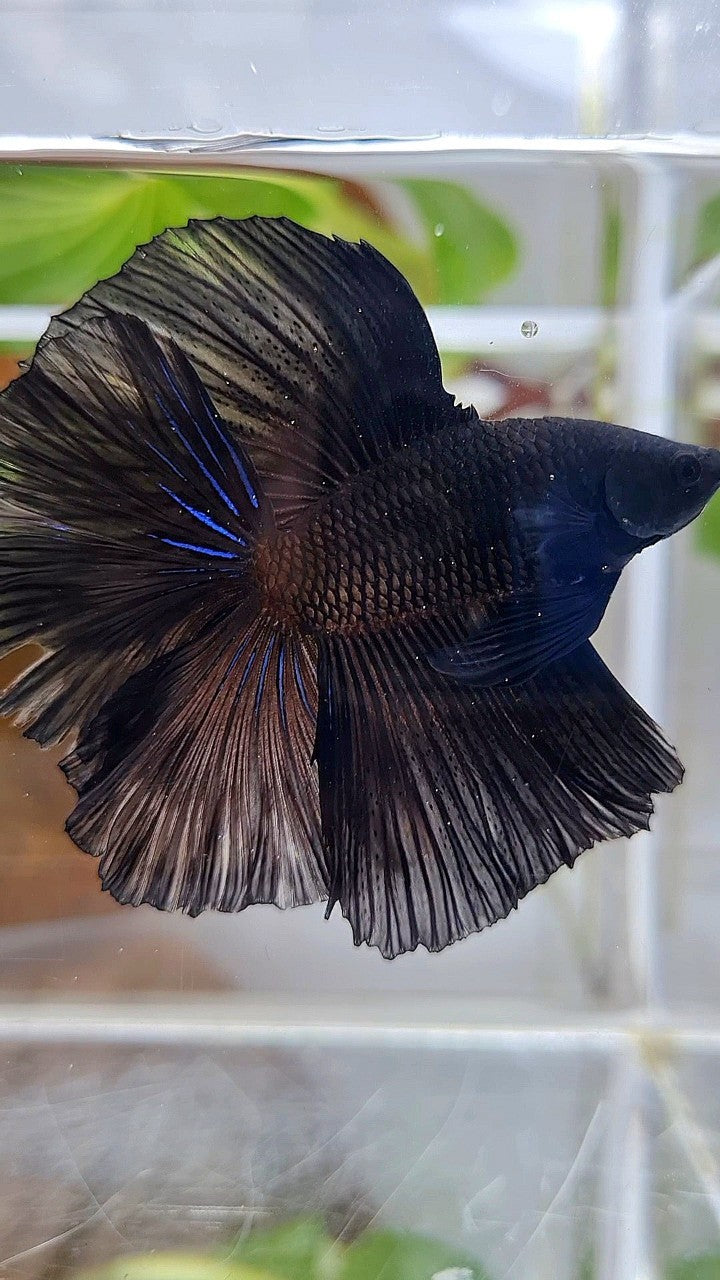 LUXURY HALFMOON OVER DOUBLE TAIL SUPER BLACK BETTA FISH
