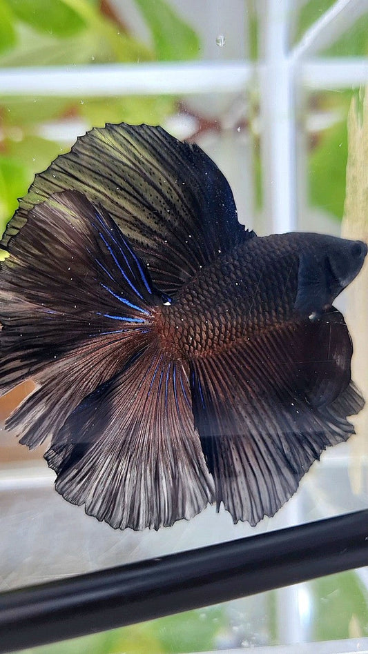 LUXURY HALFMOON OVER DOUBLE TAIL SUPER BLACK BETTA FISH