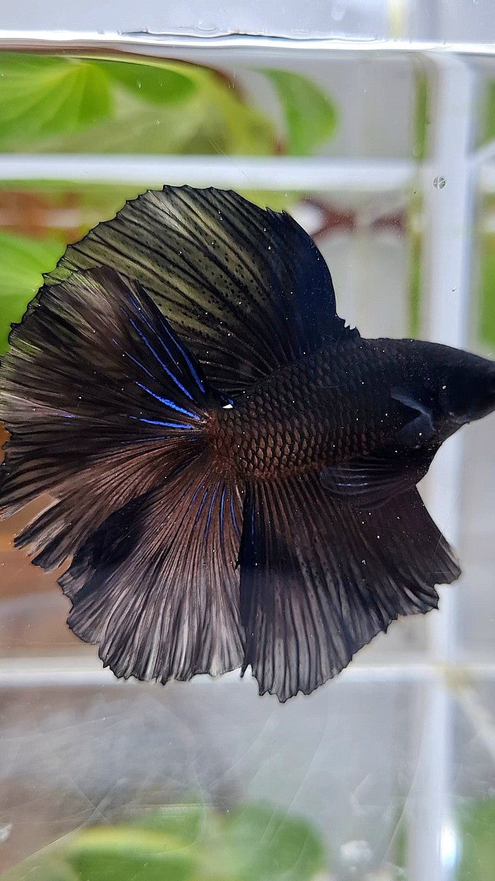 LUXURY HALFMOON OVER DOUBLE TAIL SUPER BLACK BETTA FISH