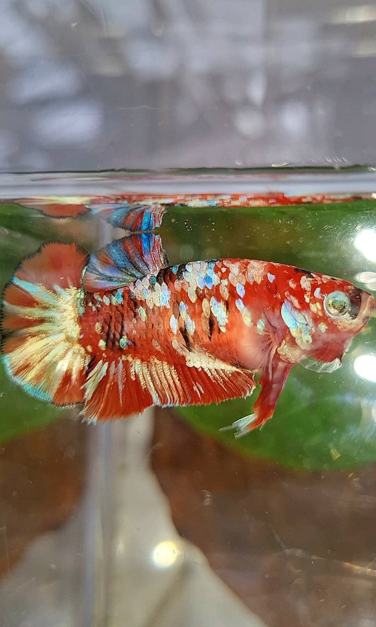 FEMALE PLAKAT BARONGSAI RED WHITE GALAXY MULTICOLOR BETTA FISH