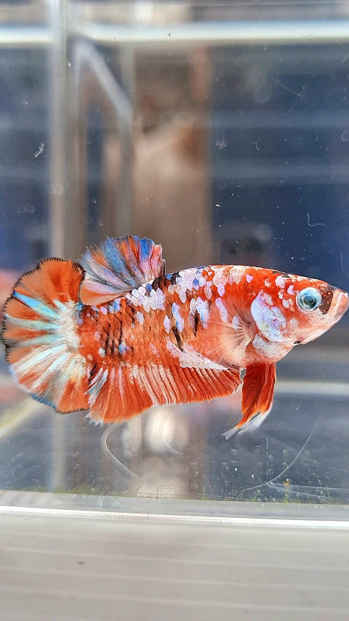 FEMALE PLAKAT BARONGSAI RED WHITE GALAXY MULTICOLOR BETTA FISH