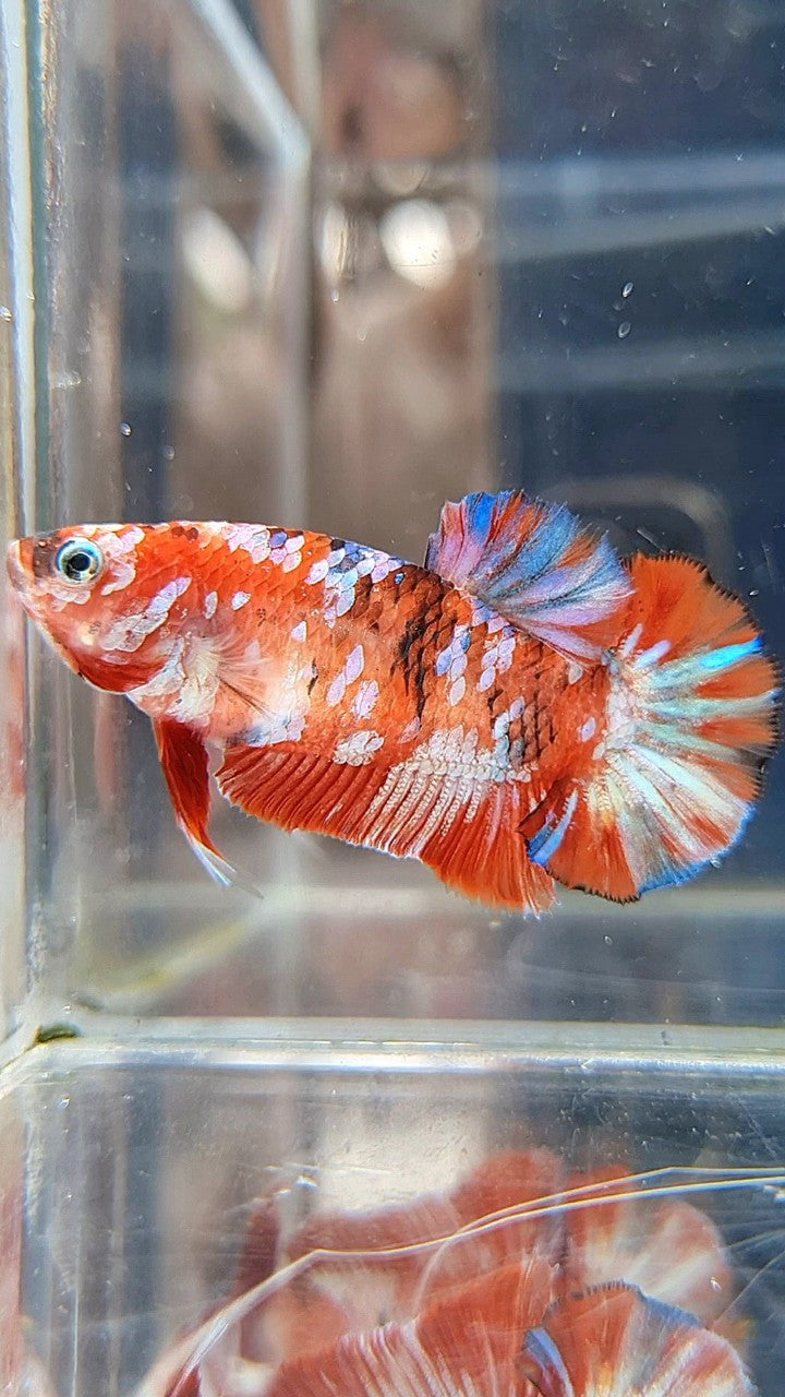 FEMALE PLAKAT BARONGSAI RED WHITE GALAXY MULTICOLOR BETTA FISH