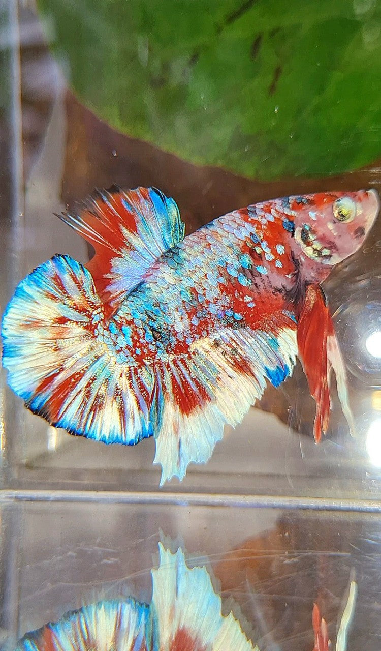 PLAKAT BARONGSAI RED WHITE SUPER GALAXY MULTICOLOR BETTA FISH