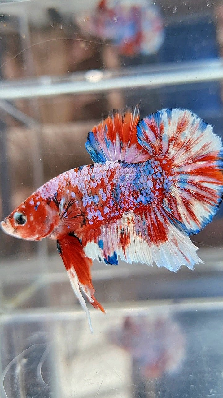 PLAKAT BARONGSAI RED WHITE SUPER GALAXY MULTICOLOR BETTA FISH
