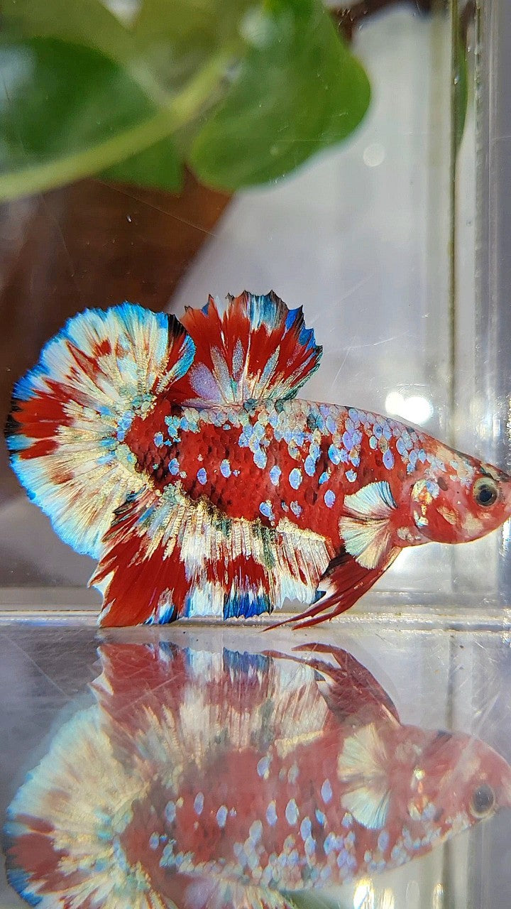 PLAKAT BARONGSAI RED WHITE SUPER GALAXY MULTICOLOR BETTA FISH