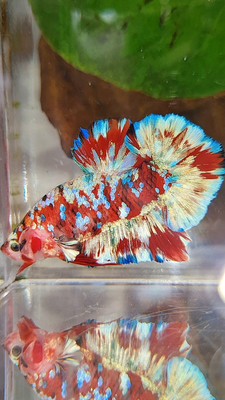 PLAKAT BARONGSAI RED WHITE SUPER GALAXY MULTICOLOR BETTA FISH