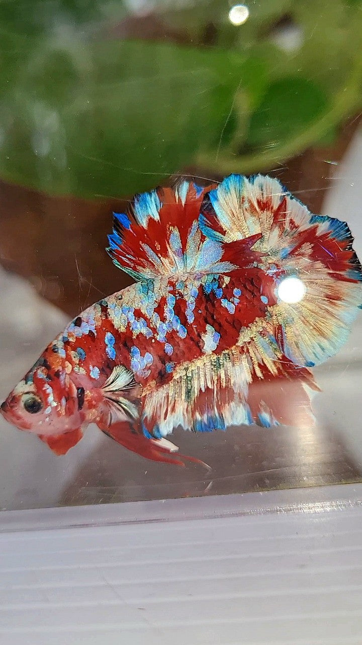 PLAKAT BARONGSAI RED WHITE SUPER GALAXY MULTICOLOR BETTA FISH