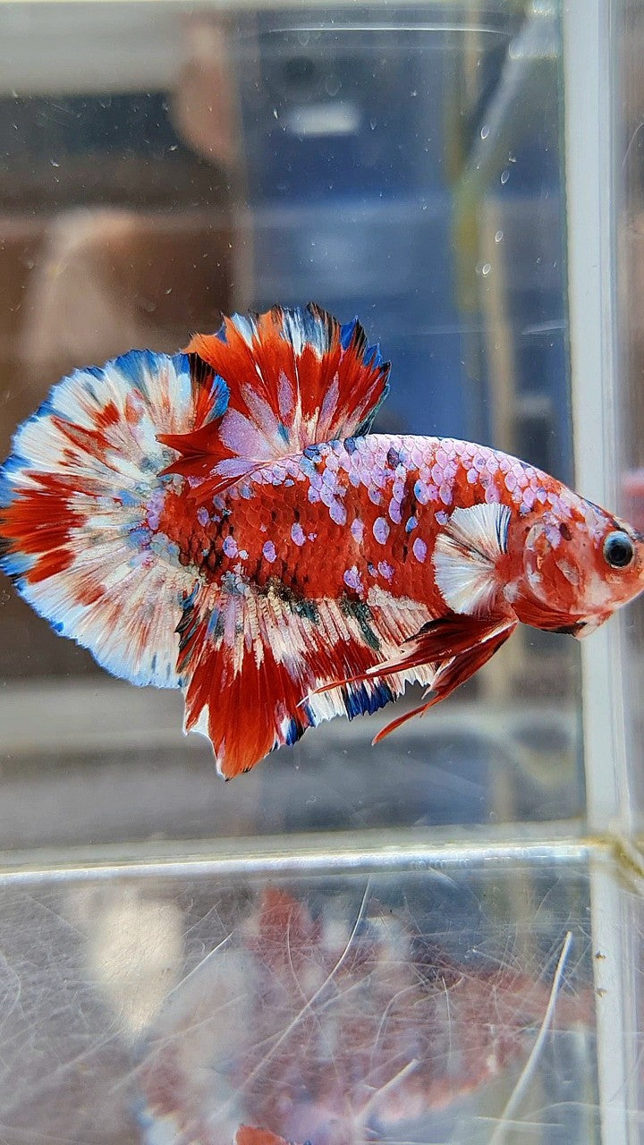 PLAKAT BARONGSAI RED WHITE SUPER GALAXY MULTICOLOR BETTA FISH