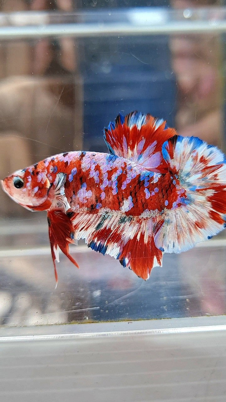 PLAKAT BARONGSAI RED WHITE SUPER GALAXY MULTICOLOR BETTA FISH