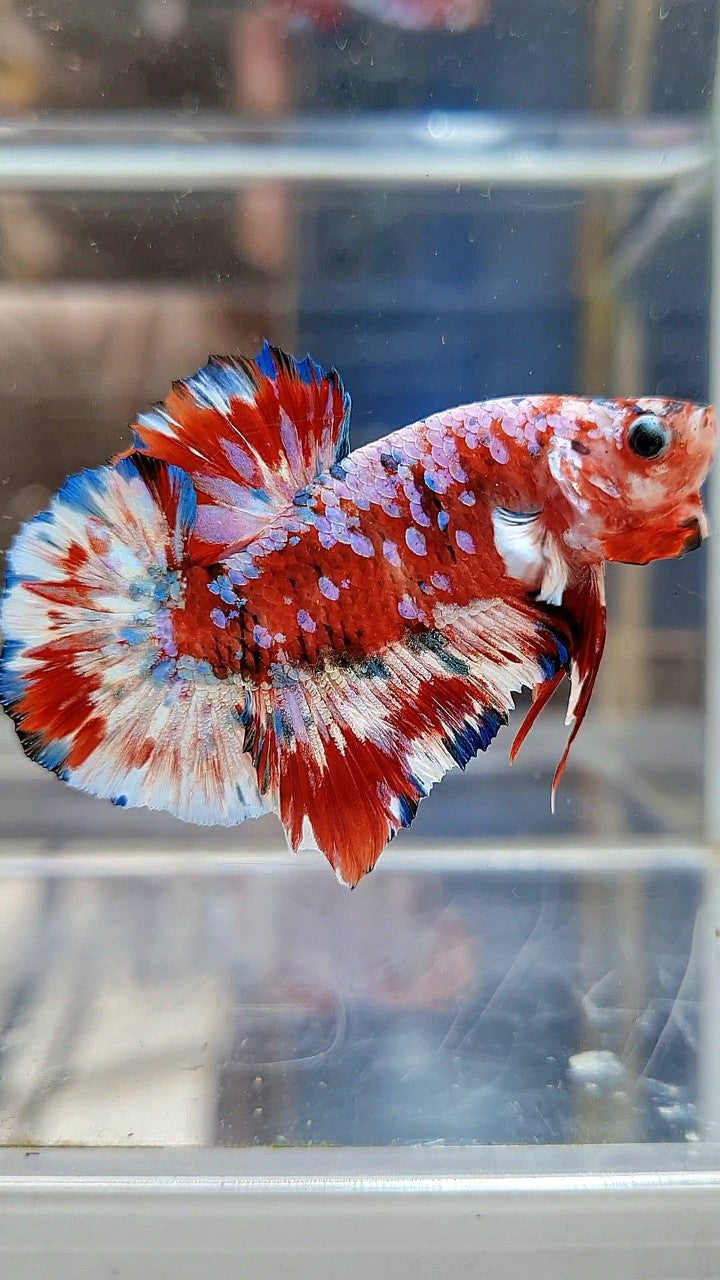 PLAKAT BARONGSAI RED WHITE SUPER GALAXY MULTICOLOR BETTA FISH