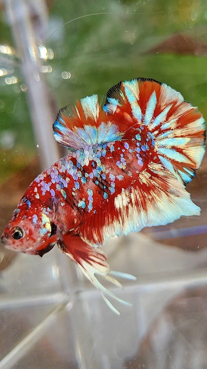 LUXURY PLAKAT BARONGSAI RED WHITE SUPER GALAXY MULTICOLOR BETTA FISH