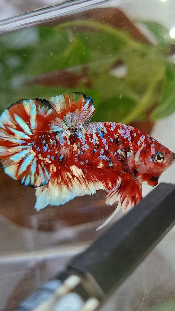 LUXURY PLAKAT BARONGSAI RED WHITE SUPER GALAXY MULTICOLOR BETTA FISH