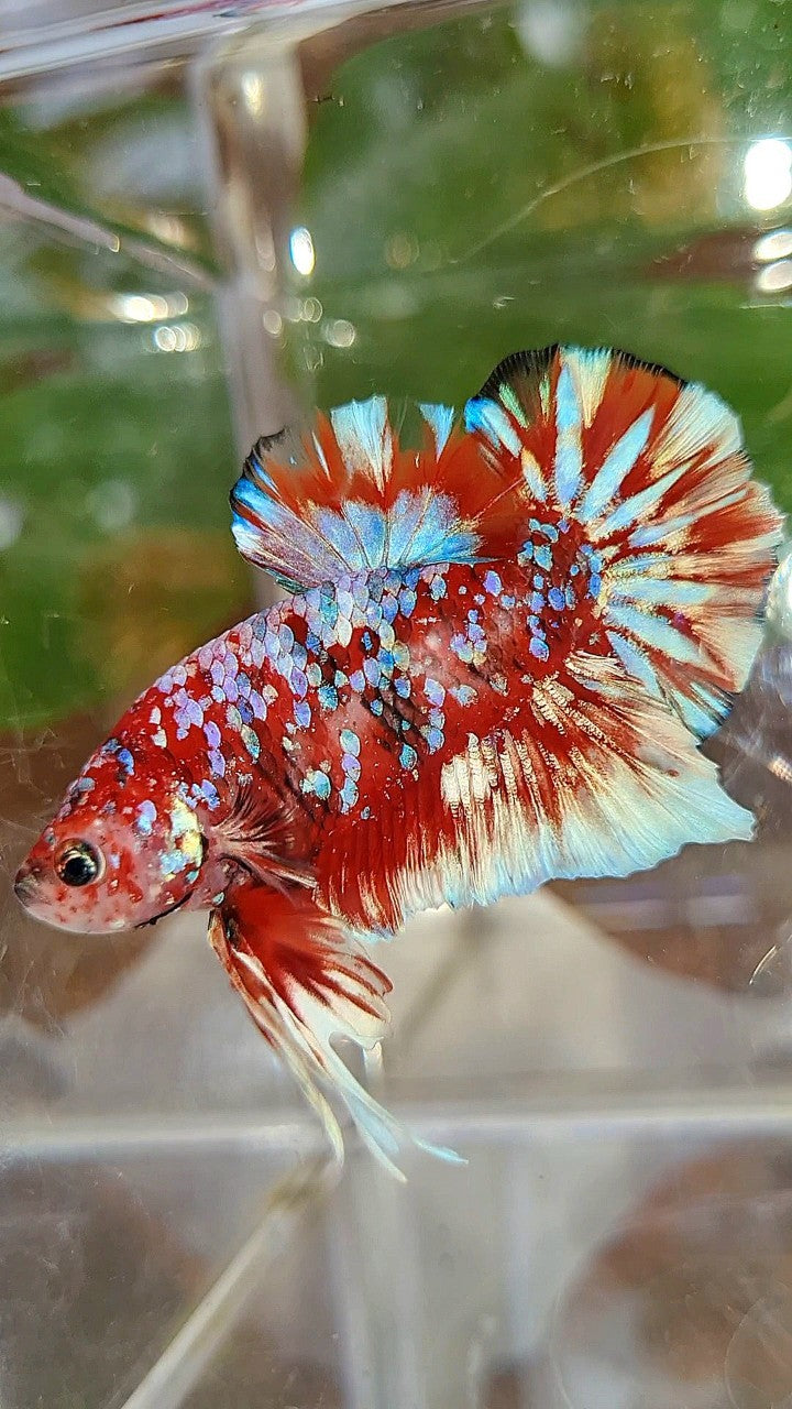 LUXURY PLAKAT BARONGSAI RED WHITE SUPER GALAXY MULTICOLOR BETTA FISH