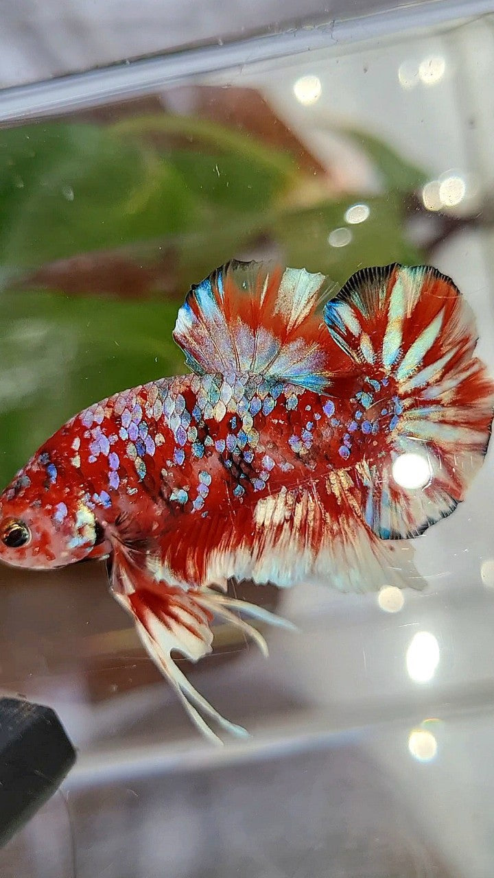 LUXURY PLAKAT BARONGSAI RED WHITE SUPER GALAXY MULTICOLOR BETTA FISH