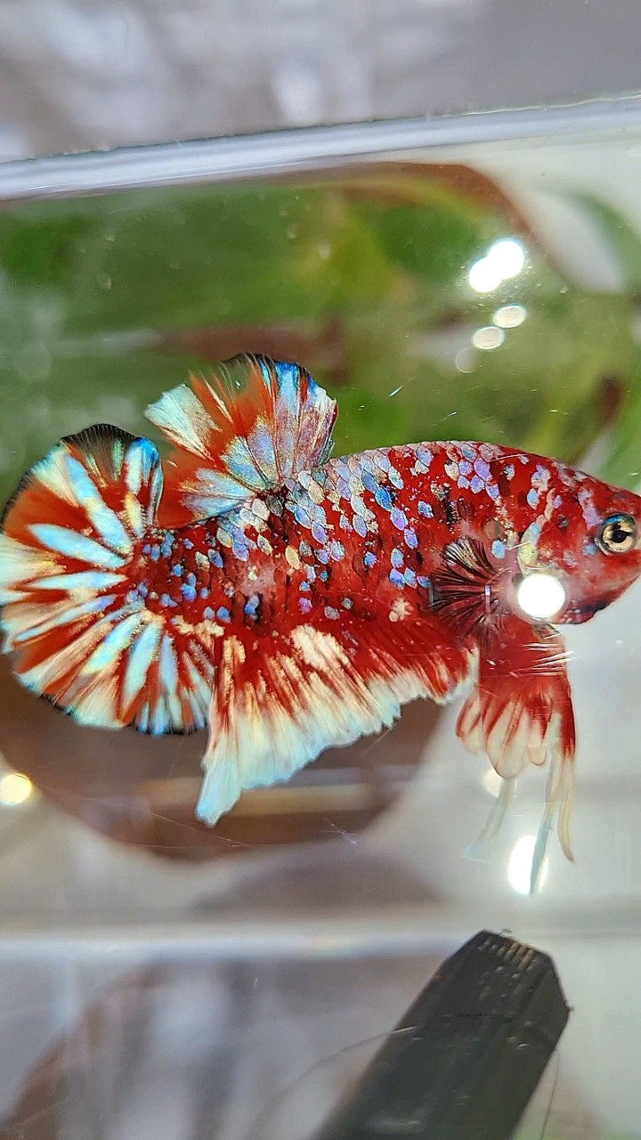 LUXURY PLAKAT BARONGSAI RED WHITE SUPER GALAXY MULTICOLOR BETTA FISH