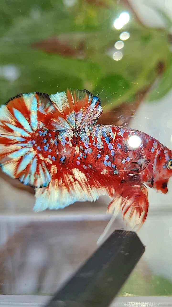 LUXURY PLAKAT BARONGSAI RED WHITE SUPER GALAXY MULTICOLOR BETTA FISH