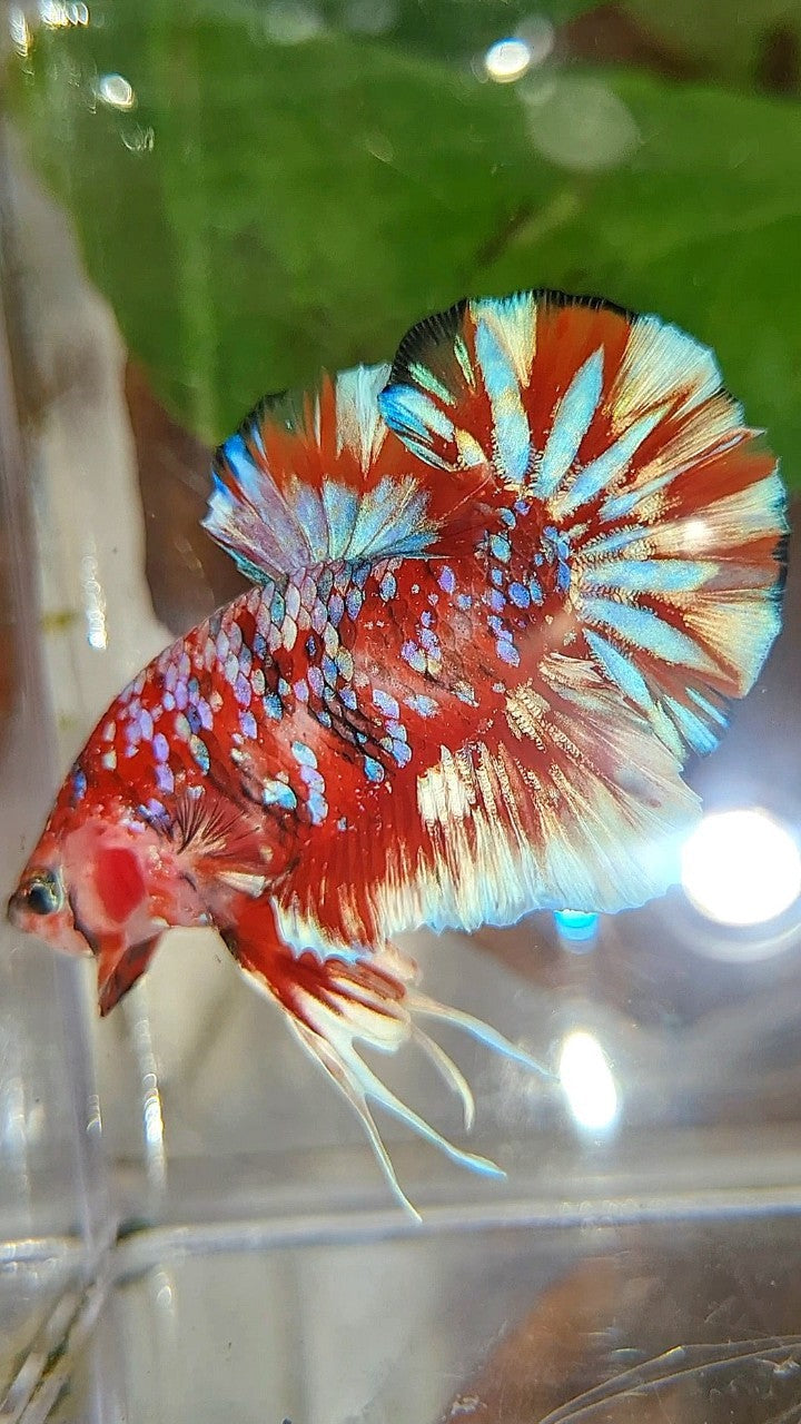 LUXURY PLAKAT BARONGSAI RED WHITE SUPER GALAXY MULTICOLOR BETTA FISH