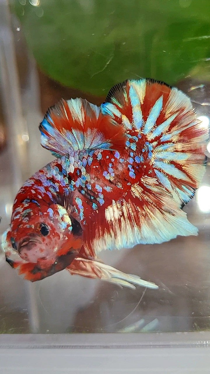 LUXURY PLAKAT BARONGSAI RED WHITE SUPER GALAXY MULTICOLOR BETTA FISH