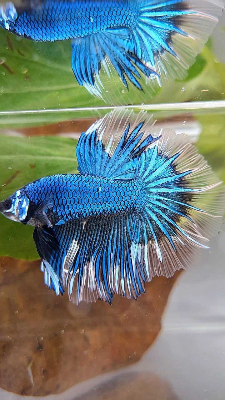 HALFMOON ROSETAIL BLUE GREEN METTALIC BUTTERFLY BETTA FISH
