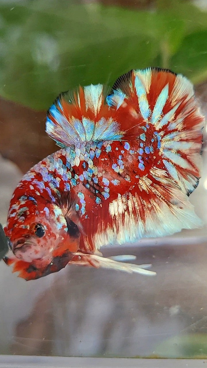 LUXURY PLAKAT BARONGSAI RED WHITE SUPER GALAXY MULTICOLOR BETTA FISH