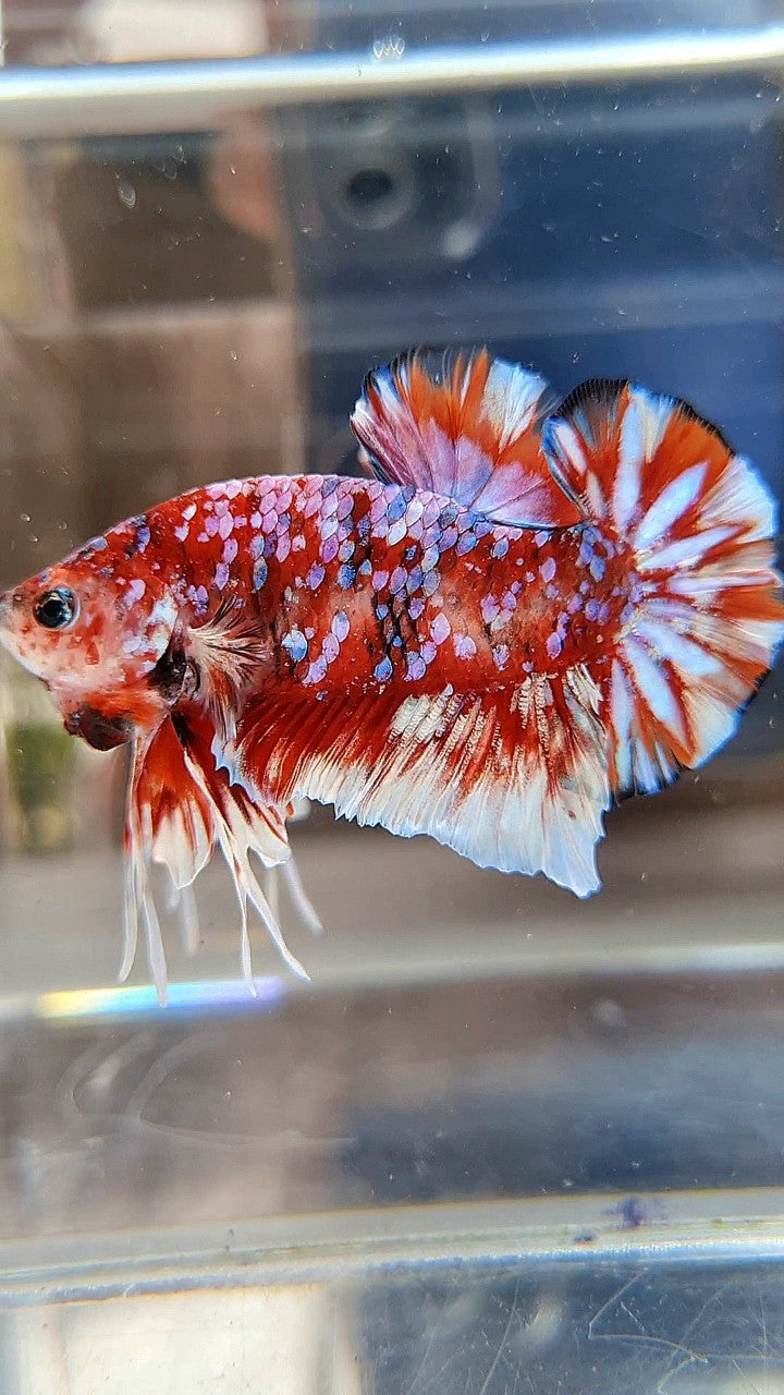 LUXURY PLAKAT BARONGSAI RED WHITE SUPER GALAXY MULTICOLOR BETTA FISH