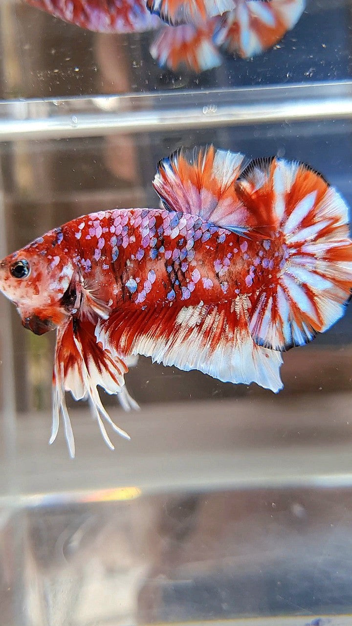 LUXURY PLAKAT BARONGSAI RED WHITE SUPER GALAXY MULTICOLOR BETTA FISH