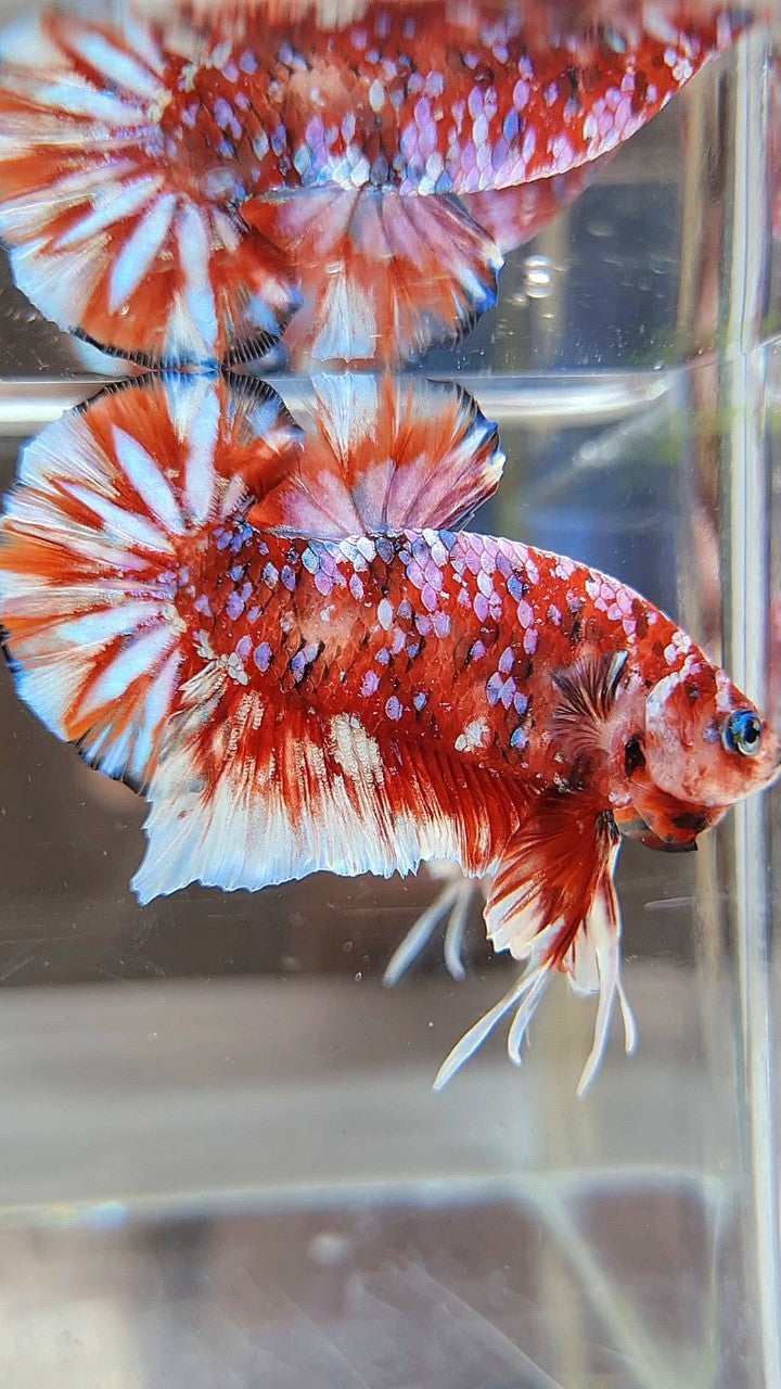 LUXURY PLAKAT BARONGSAI RED WHITE SUPER GALAXY MULTICOLOR BETTA FISH