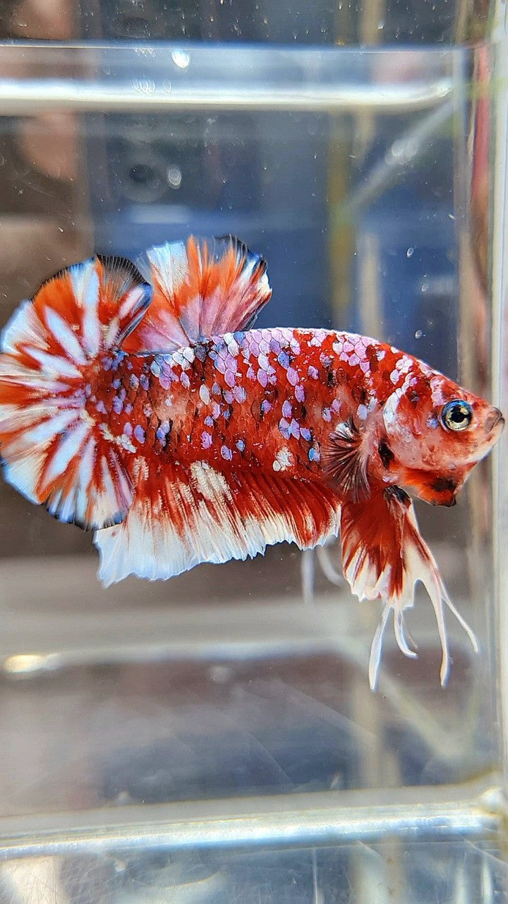 LUXURY PLAKAT BARONGSAI RED WHITE SUPER GALAXY MULTICOLOR BETTA FISH