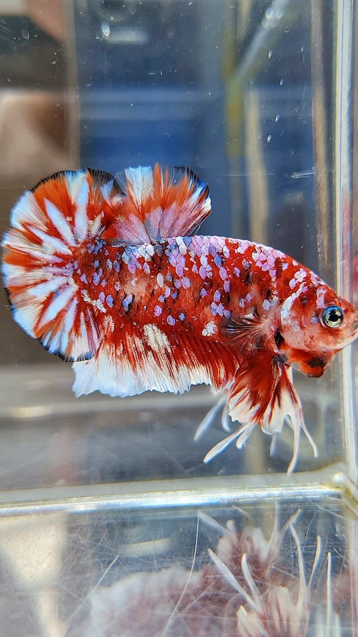LUXURY PLAKAT BARONGSAI RED WHITE SUPER GALAXY MULTICOLOR BETTA FISH
