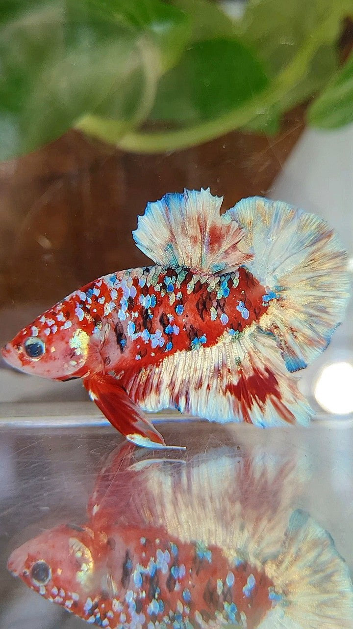 PLAKAT BARONGSAI RED WHITE SUPER GALAXY MULTICOLOR BETTA FISH