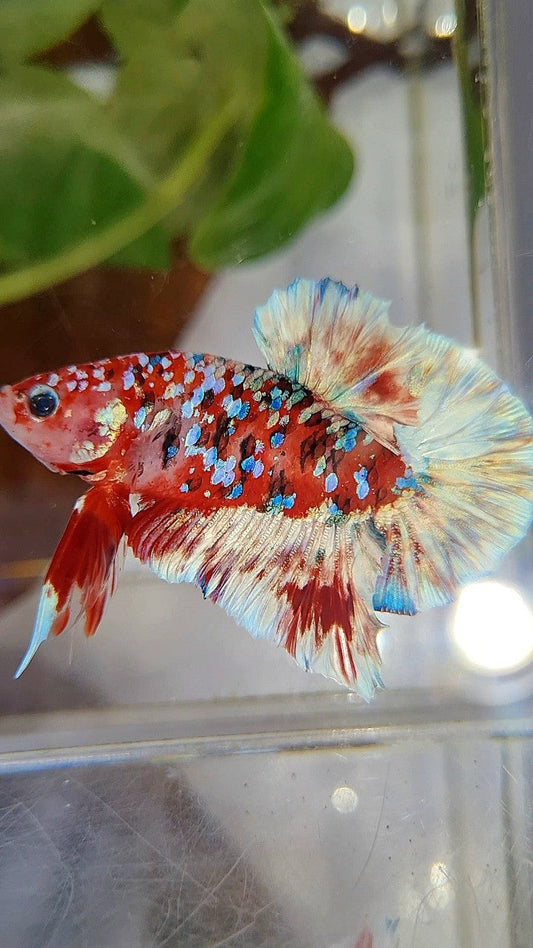PLAKAT BARONGSAI RED WHITE SUPER GALAXY MULTICOLOR BETTA FISH