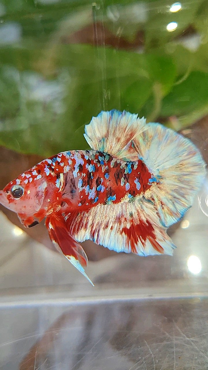 PLAKAT BARONGSAI RED WHITE SUPER GALAXY MULTICOLOR BETTA FISH