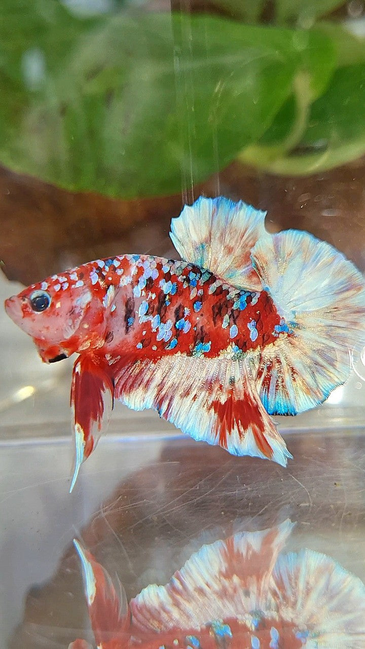 PLAKAT BARONGSAI RED WHITE SUPER GALAXY MULTICOLOR BETTA FISH