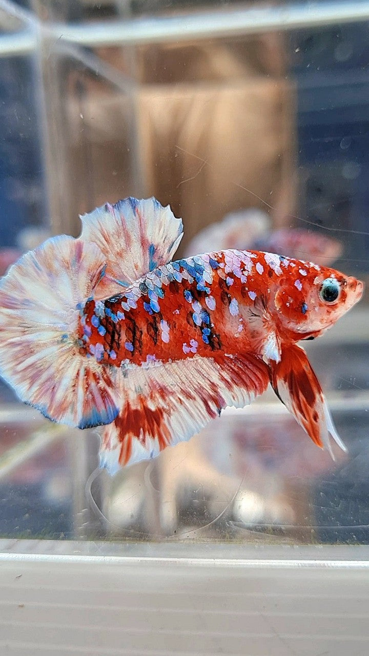 PLAKAT BARONGSAI RED WHITE SUPER GALAXY MULTICOLOR BETTA FISH