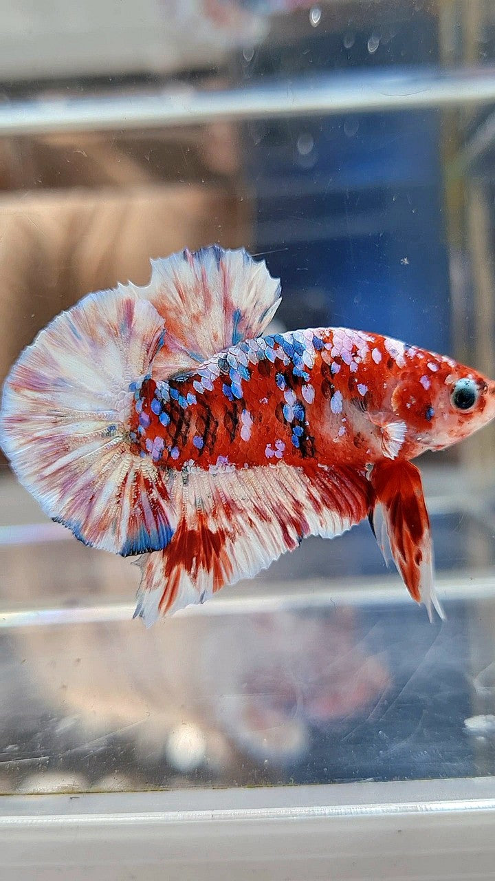 PLAKAT BARONGSAI RED WHITE SUPER GALAXY MULTICOLOR BETTA FISH